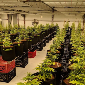 Cannabis Grow in USA - Led Grow Bar  