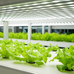 Lettuce Grow in Korea - Tube   